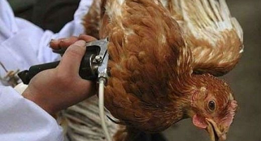 Jak očkovat kuřata doma + očkovací kalendář